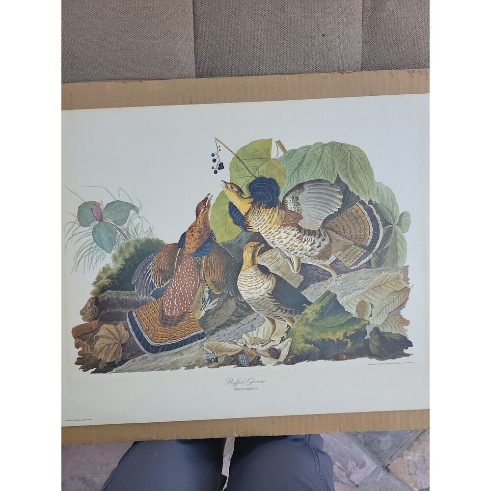 Vtg 1940's Audubon Art Print #9 Color ruffled grouse BIRDS WILDFOWL 14 x 18"